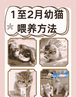 1到2天的小猫怎么养殖