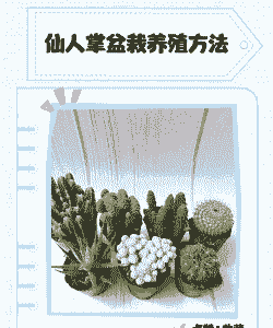 仙人掌盆景怎么样养殖