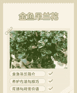 金鱼草吊兰室内怎么养殖