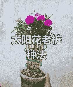 想养殖太阳花卖怎么做