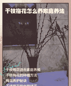 怎么养殖干花