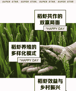 稻田养殖大龙虾怎么养的