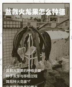 火龙果栽培技术怎么养殖