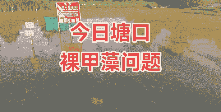 海水养殖怎么样不生甲藻