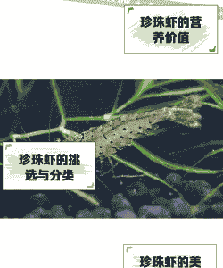人工养殖珍珠虾怎么样的