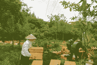 浙江中蜂养殖利润怎么样