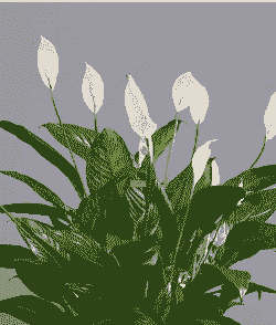 一帆风顺喜阴还是喜阳