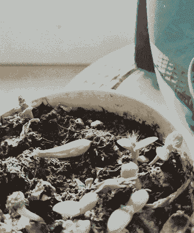 没发芽的仙人掌怎么养殖