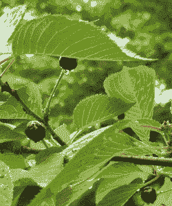 东京樱花的果实可以吃吗