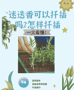 迷迭香可以扦插繁殖吗