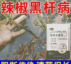 辣椒黑杆病用什么药