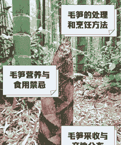 竹笋怎么养殖