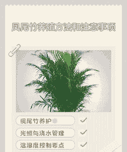 人工养殖凤尾竹怎么样