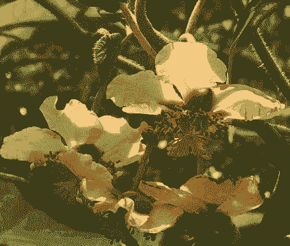 猕猴桃几年才能开花结果