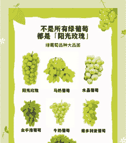 阳光玫瑰几月份成熟