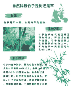 竹子属于木本还是草本