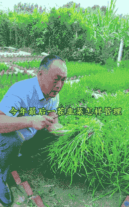 韭菜割了还会长吗