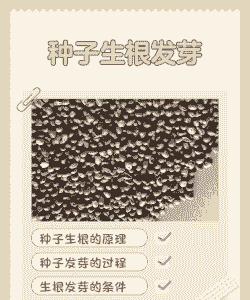 哪种树的种子不进入土壤就可以萌发生根