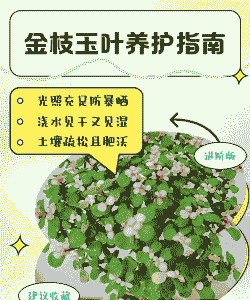 金枝玉叶立秋后怎么养殖