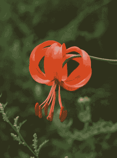 山丹丹花是什么花