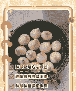 带种子的郁金香怎么养殖