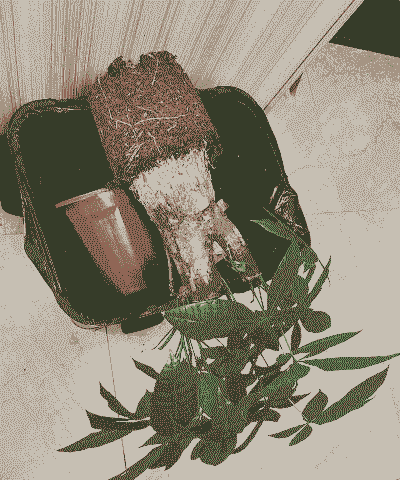 发财树根部的土怎么养殖