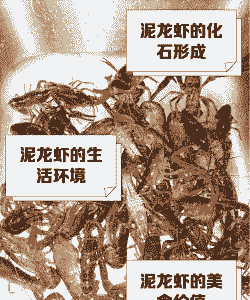 水泥池塘怎么养殖小龙虾