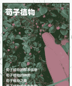 荀子的养殖卷叶怎么办