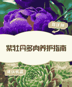 多肉紫牡丹怎么养殖户
