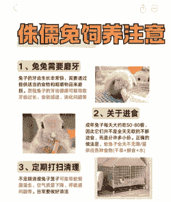 2月份的兔子怎么养殖