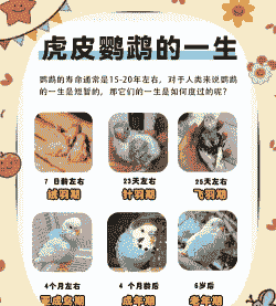 鹦鹉养殖场怎么查公母