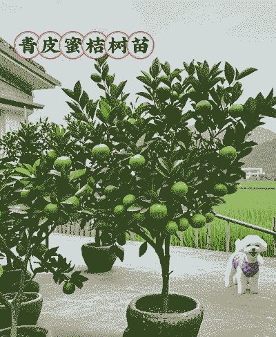 蜜桔怎么养殖