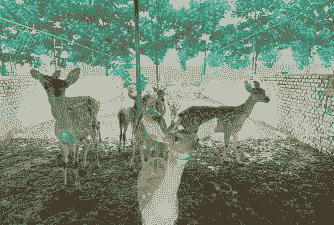 河南鹿崽养殖前景怎么样