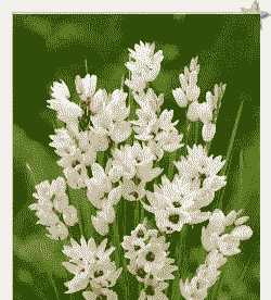 玉米百合花怎么养殖