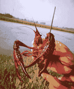 在南方养殖龙虾怎么样的