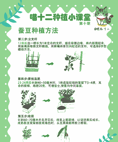 养殖户怎么养一龄蚕豆