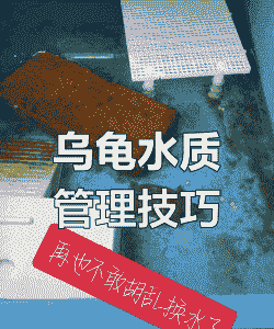 养殖乌龟水有臭味怎么办