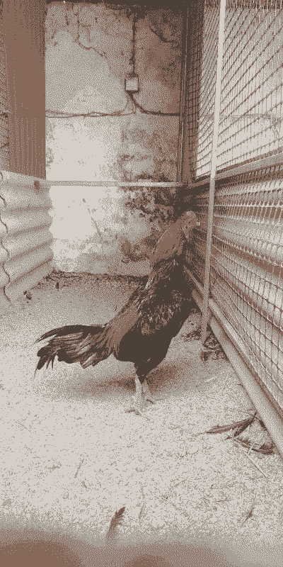 亿祥斗鸡养殖斗鸡怎么样