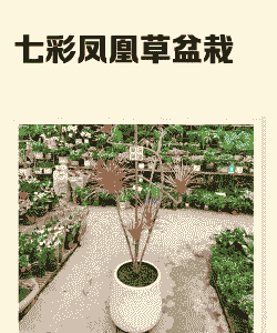 怎么养殖七彩神仙花草