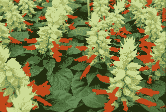 沭阳一串红盆栽怎么养殖