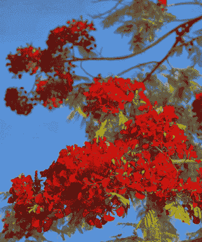 凤凰花开花时候怎么养殖