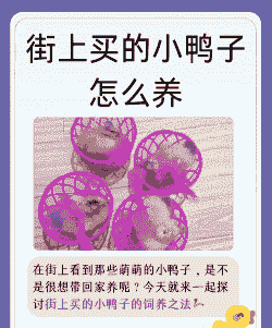 马路边买的小鸭怎么养殖