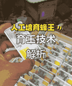 怎么养殖王蜂