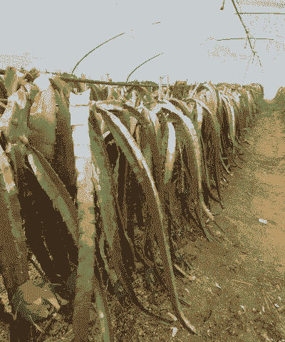 空中养殖火龙果怎么样