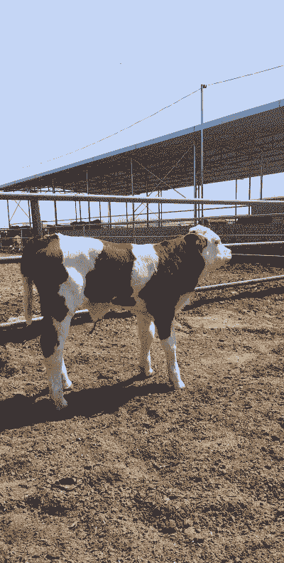 西门塔尔淋雨养殖怎么样