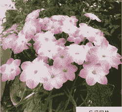 风雨兰一年开几次花