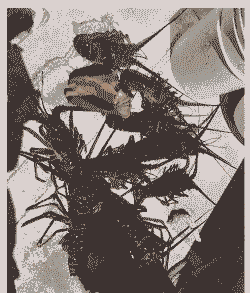 海水龙虾养殖利润怎么样