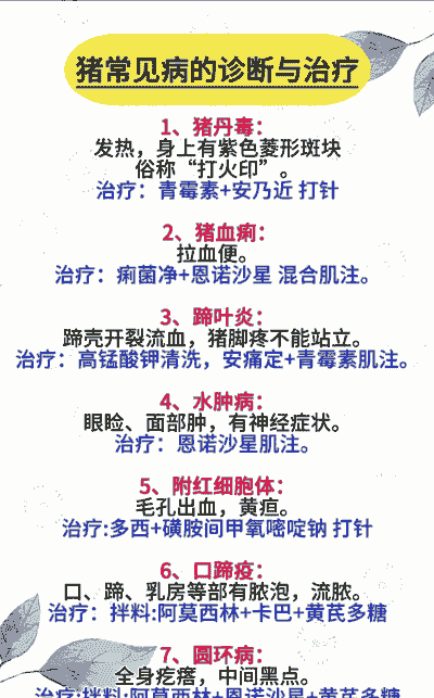 非洲猪瘟养殖场怎么治疗