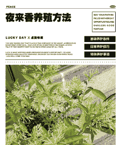 夜来香换盆后怎么养殖