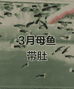 3个月的鱼怎么养殖